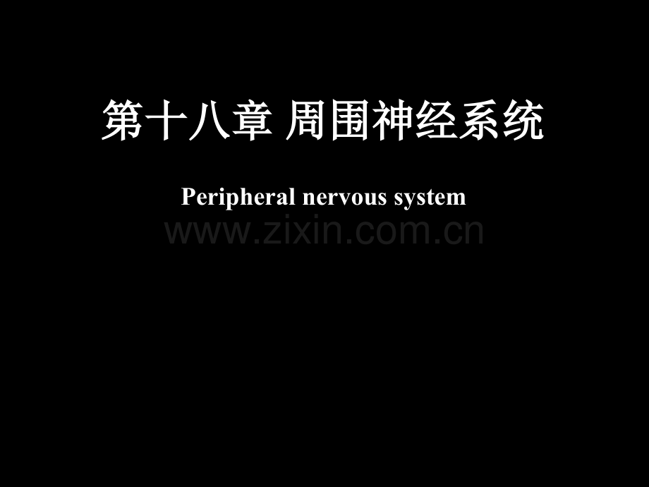 脊神经解剖图新版.pptx_第1页