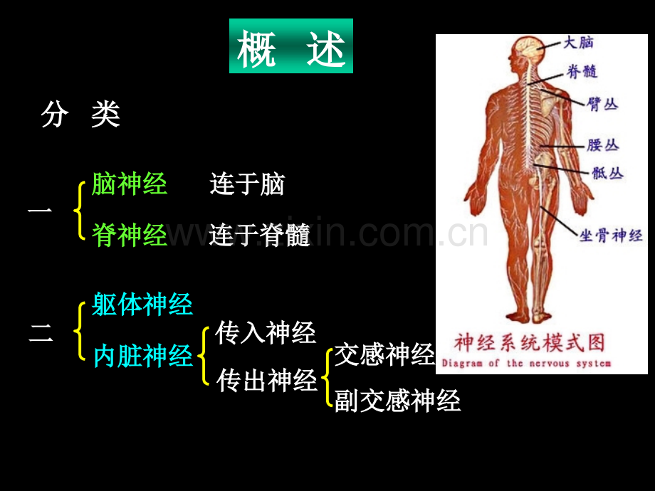 脊神经解剖图新版.pptx_第2页