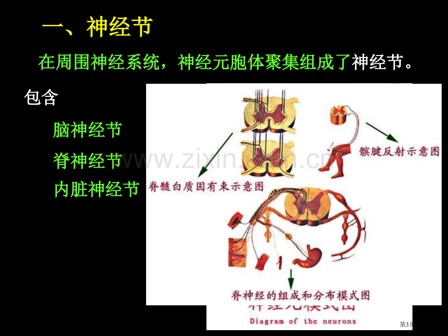 脊神经解剖图新版.pptx_第3页