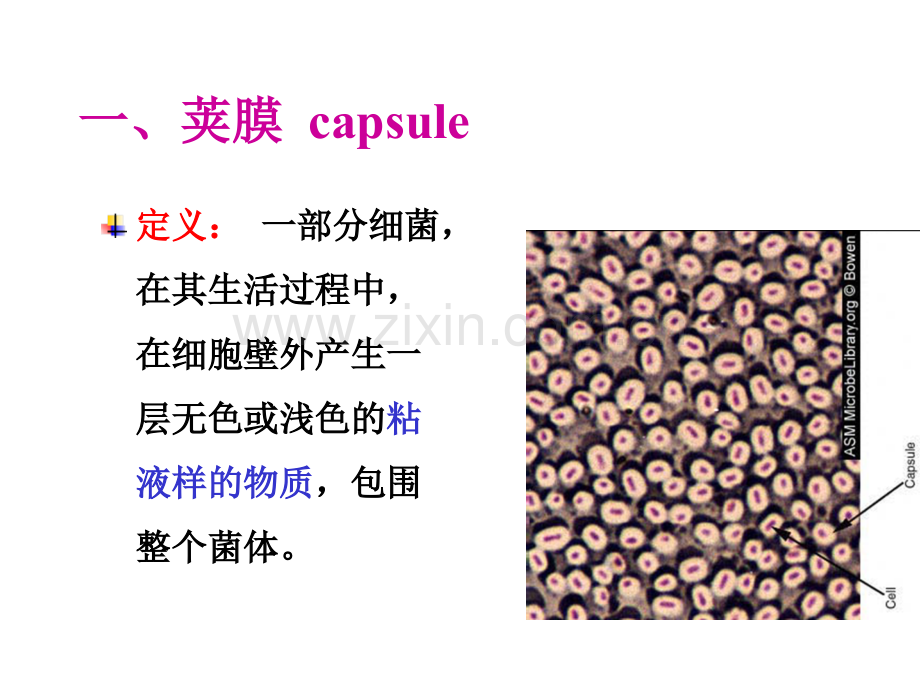 2013执业兽医资格考试微生物学细菌特殊结构-PPT课件.pptx_第1页