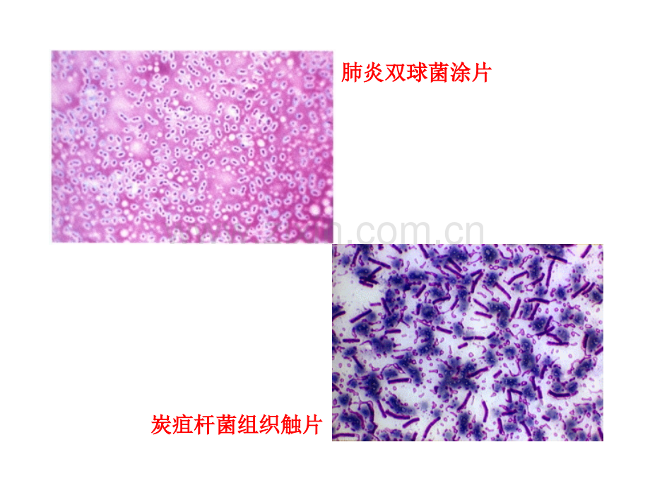 2013执业兽医资格考试微生物学细菌特殊结构-PPT课件.pptx_第2页