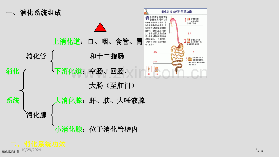 消化系统讲解.pptx_第3页