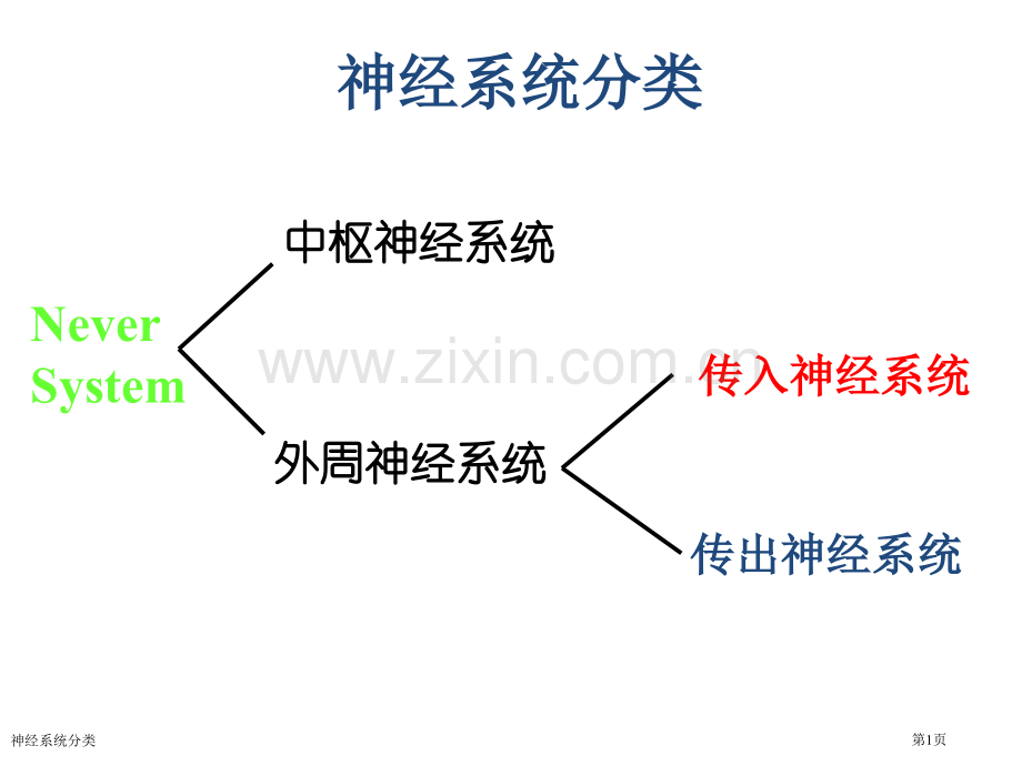 神经系统分类专家讲座.pptx_第1页