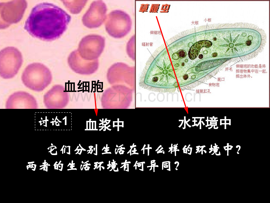 -细胞生活的环境.pptx_第3页