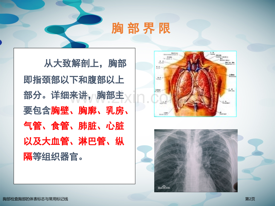 胸部检查胸部的体表标志与常用标记线.pptx_第2页