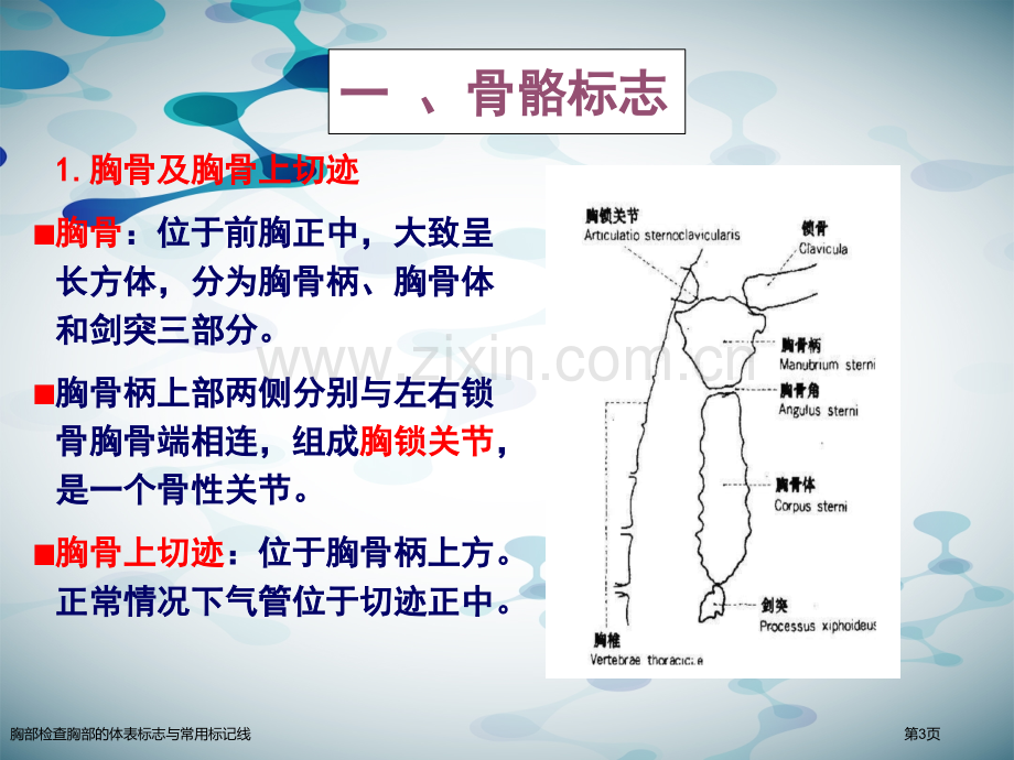 胸部检查胸部的体表标志与常用标记线.pptx_第3页