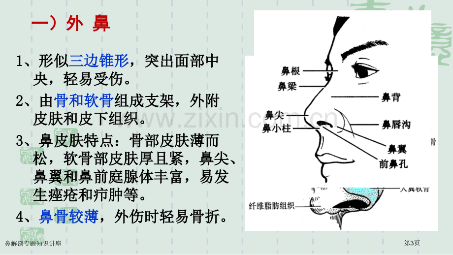 鼻解剖专题知识讲座专家讲座.pptx_第3页