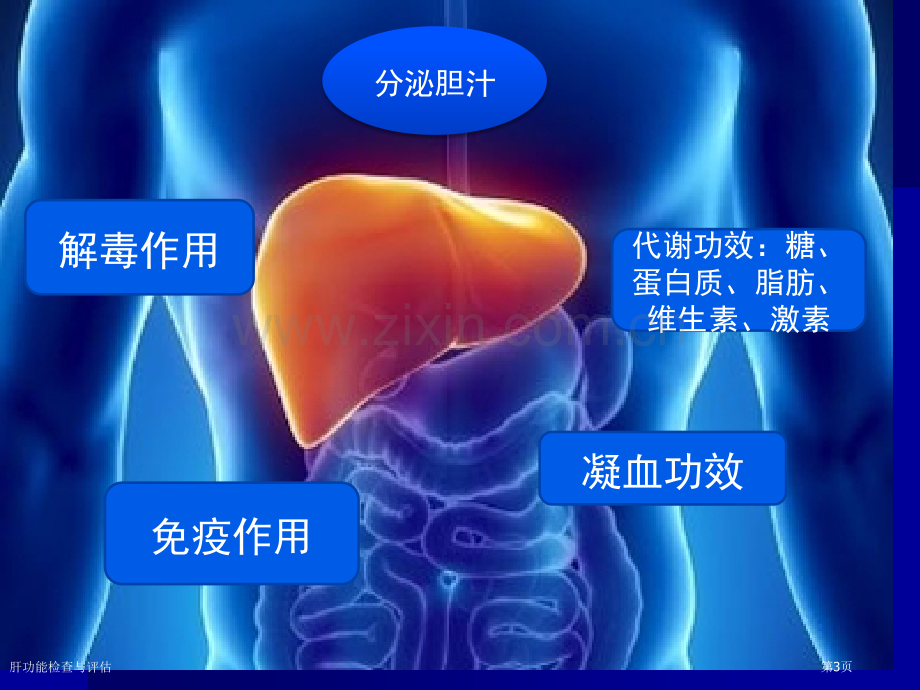 肝功能检查与评估.pptx_第3页