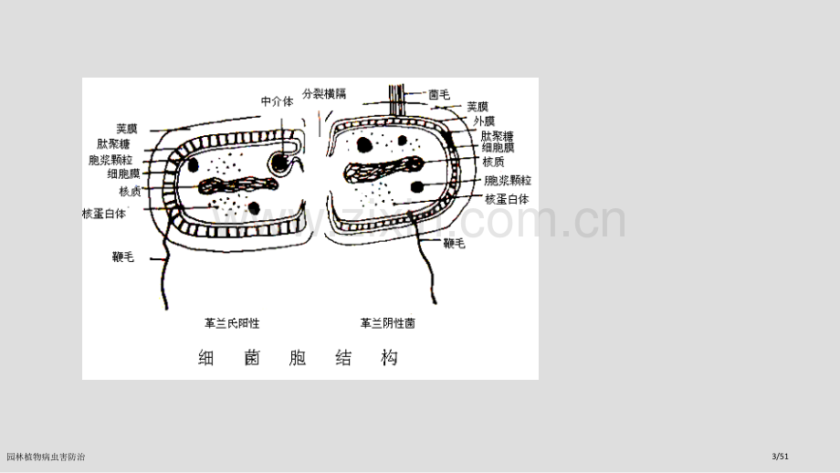 园林植物病虫害防治.pptx_第3页