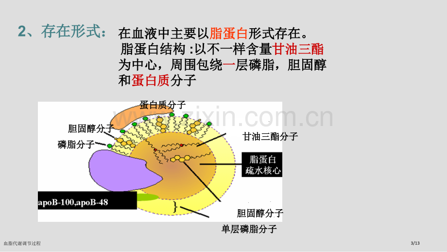 血脂代谢调节过程.pptx_第3页