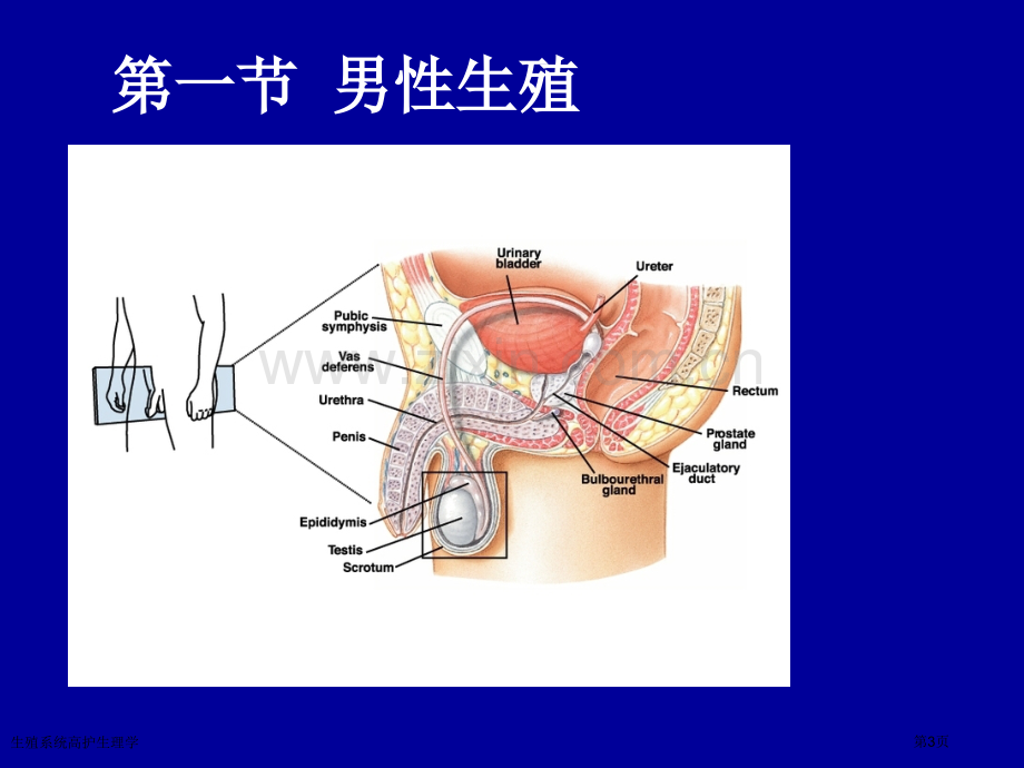 生殖系统高护生理学专家讲座.pptx_第3页