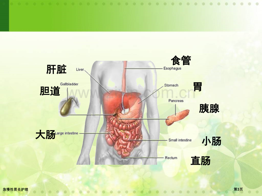 急慢性胃炎护理.pptx_第3页