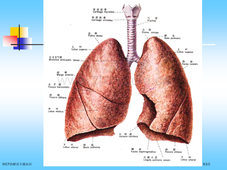 肺CT的解读专题知识.pptx_第3页