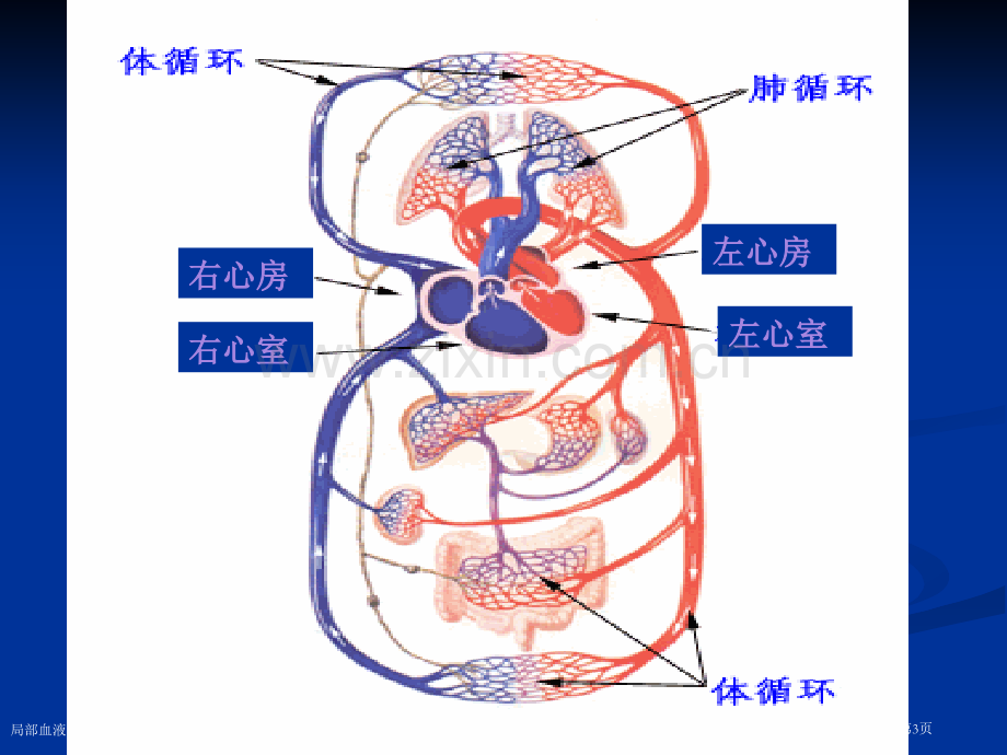 局部血液循环障碍的临床治疗专家讲座.pptx_第3页