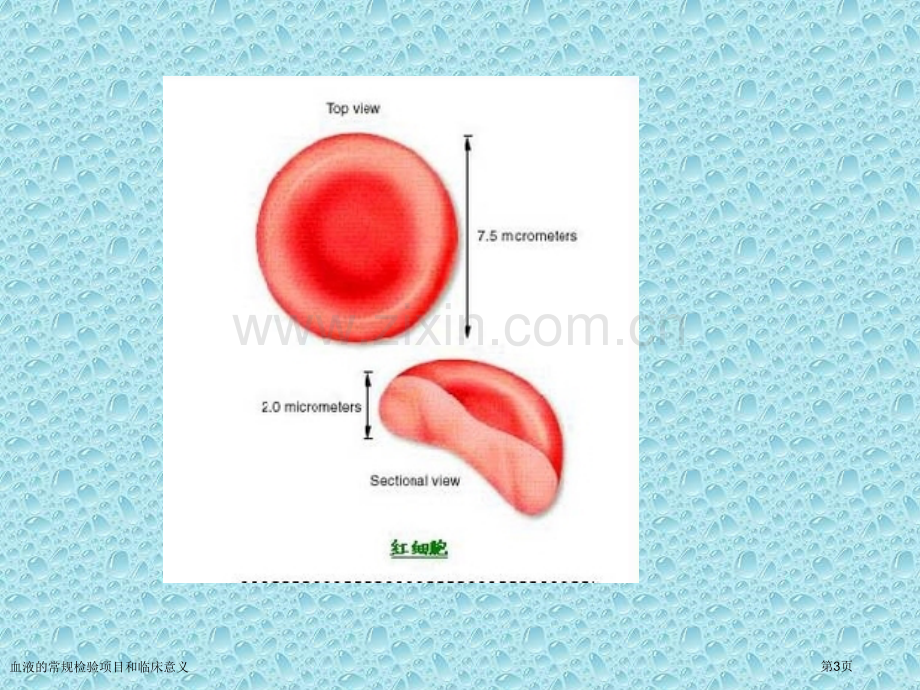 血液的常规检验项目和临床意义专家讲座.pptx_第3页
