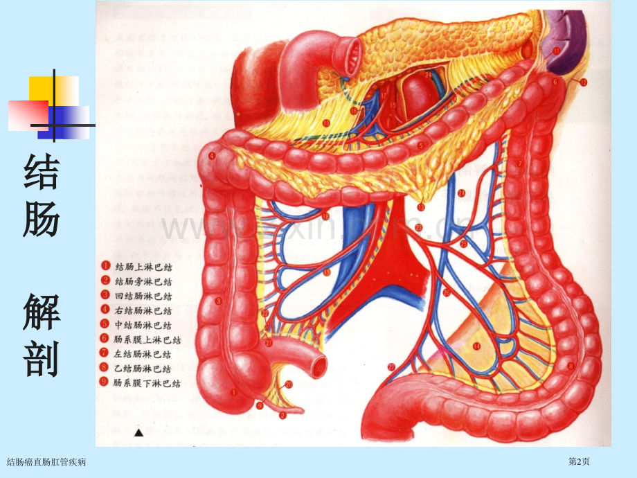 结肠癌直肠肛管疾病专家讲座.pptx_第2页
