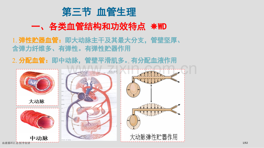 血液循环汇总-医学宣讲.pptx_第1页