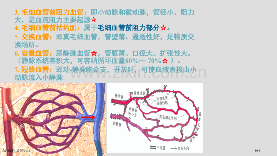 血液循环汇总-医学宣讲.pptx_第2页