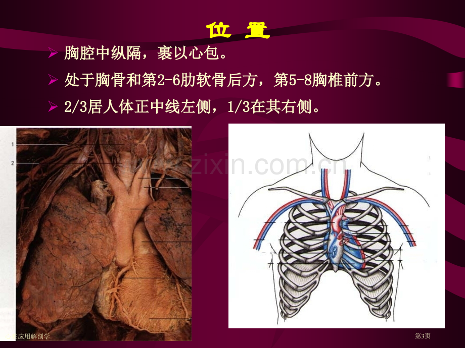 心脏应用解剖学专家讲座.pptx_第3页