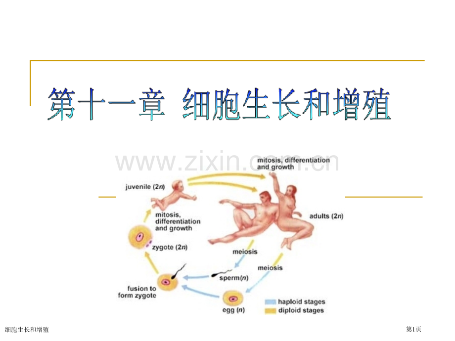 细胞生长和增殖专家讲座.pptx_第1页