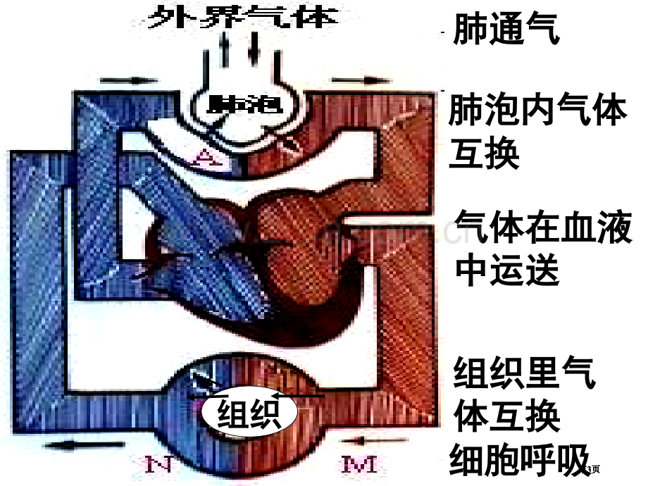 高一生物ATP的主要来源公开课一等奖优质课大赛微课获奖课件.pptx_第3页