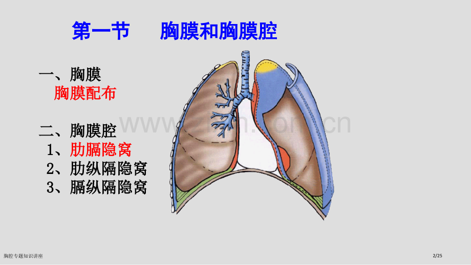 胸腔专题知识讲座.pptx_第2页