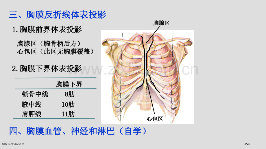 胸腔专题知识讲座.pptx_第3页