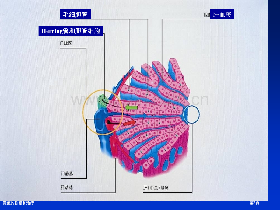 黄疸的诊断和治疗.pptx_第3页