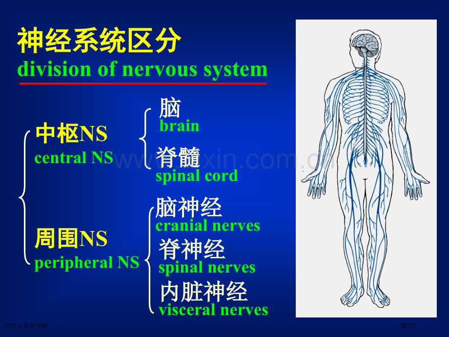 神经总论和脊髓专家讲座.pptx_第2页