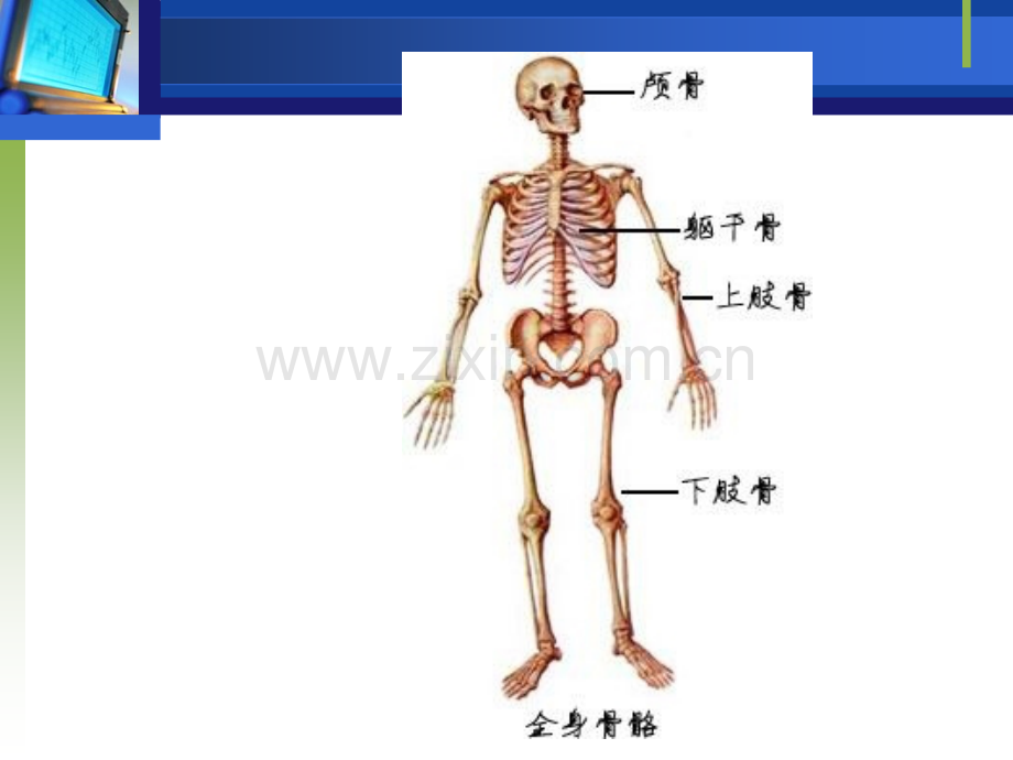 -人体运动结构概述.pptx_第2页