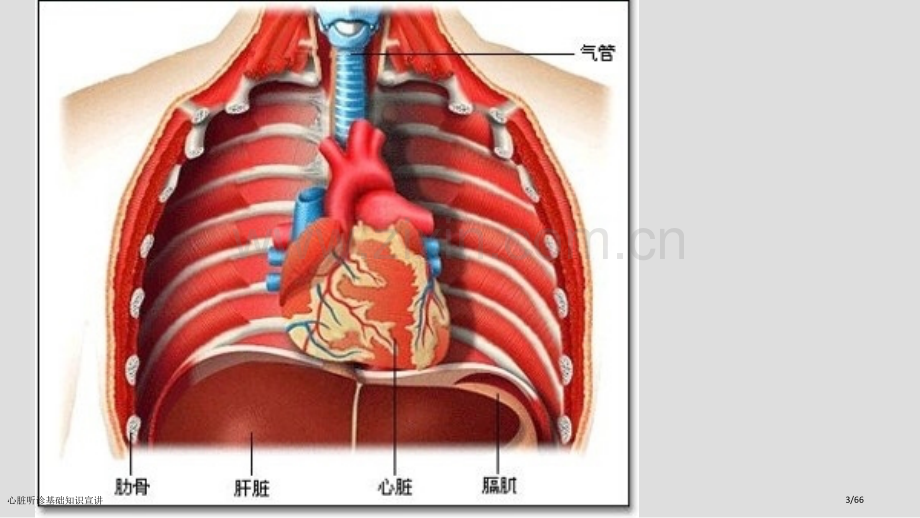 心脏听诊基础知识宣讲.pptx_第3页