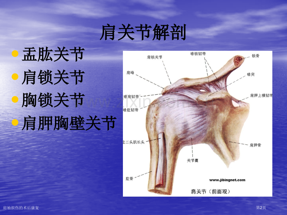 肩袖损伤的术后康复.pptx_第2页