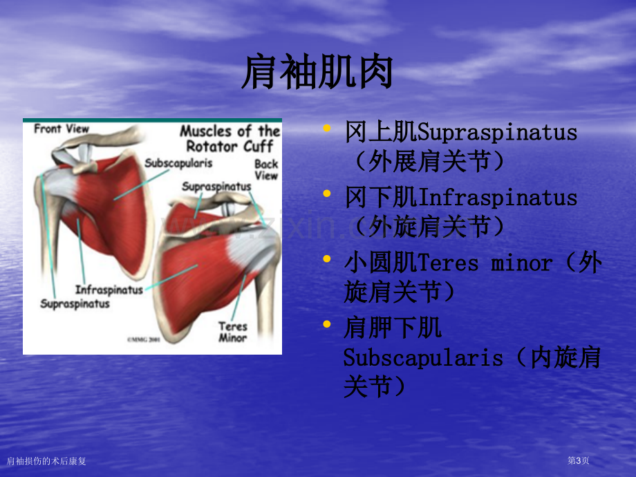 肩袖损伤的术后康复.pptx_第3页
