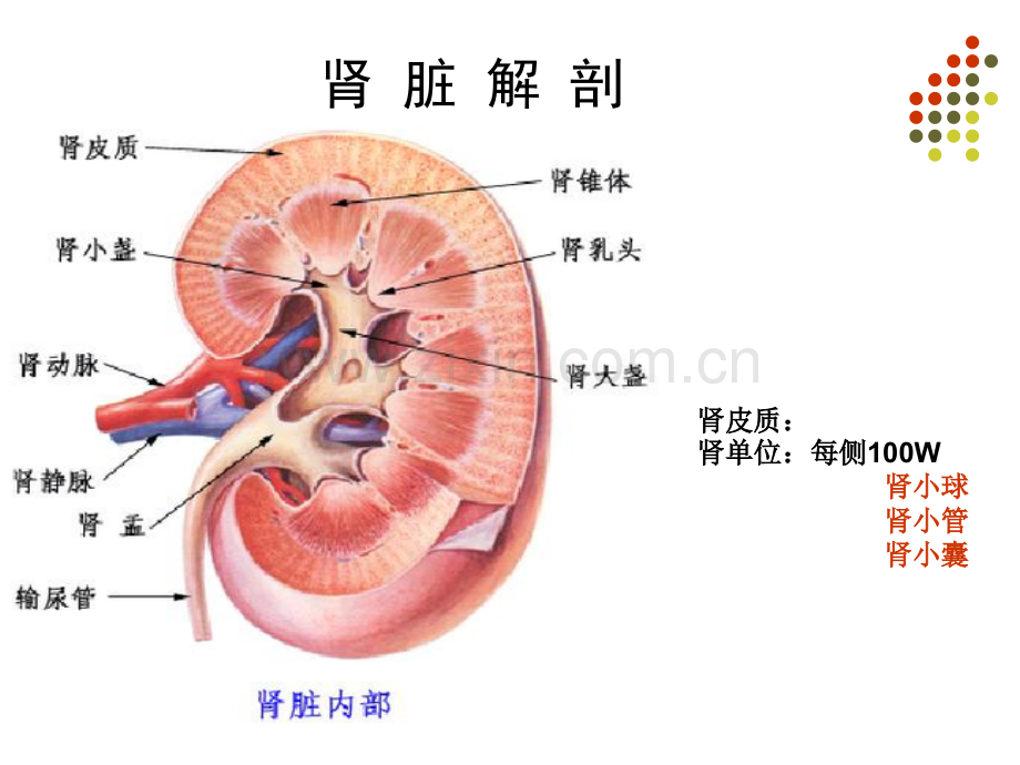 核医学肾显像和功能测定专家讲座.pptx_第2页