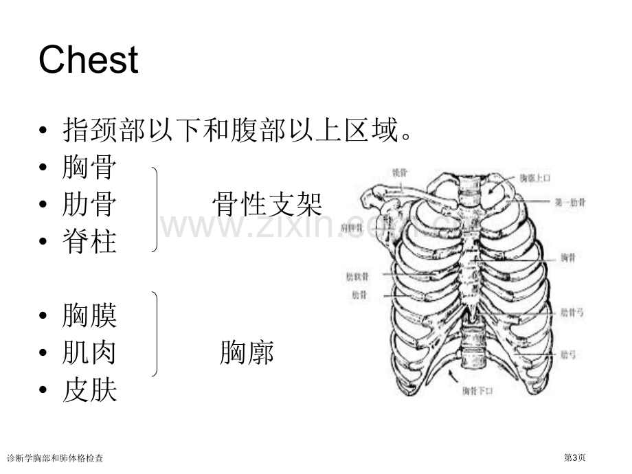 诊断学胸部和肺体格检查专家讲座.pptx_第3页