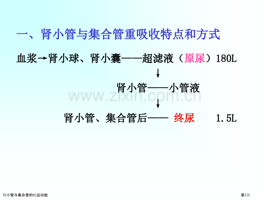 肾小管与集合管的转运功能.pptx_第3页