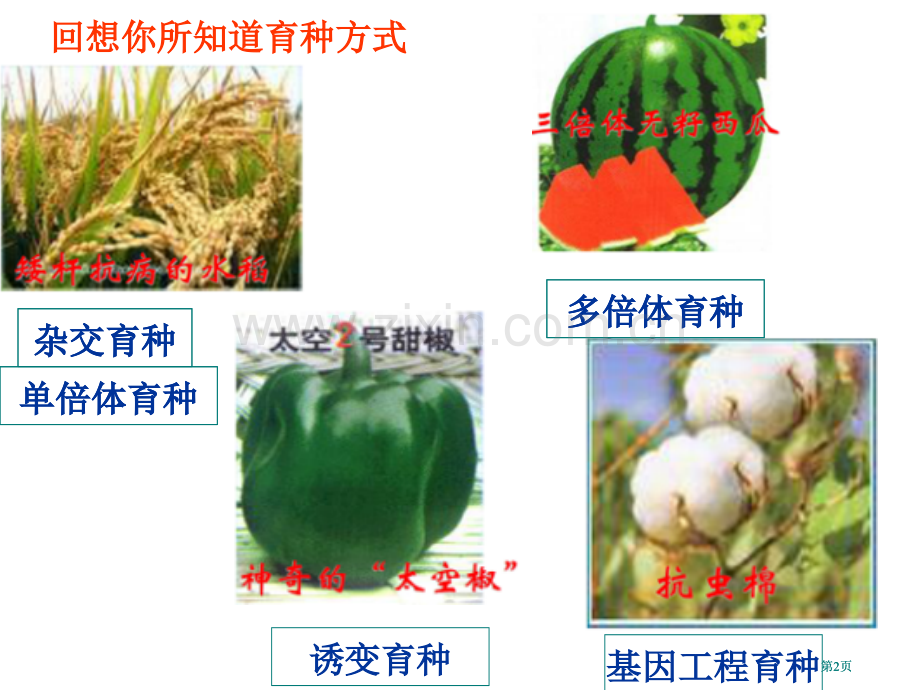 生物的育种专题培训市公开课金奖市赛课一等奖课件.pptx_第2页