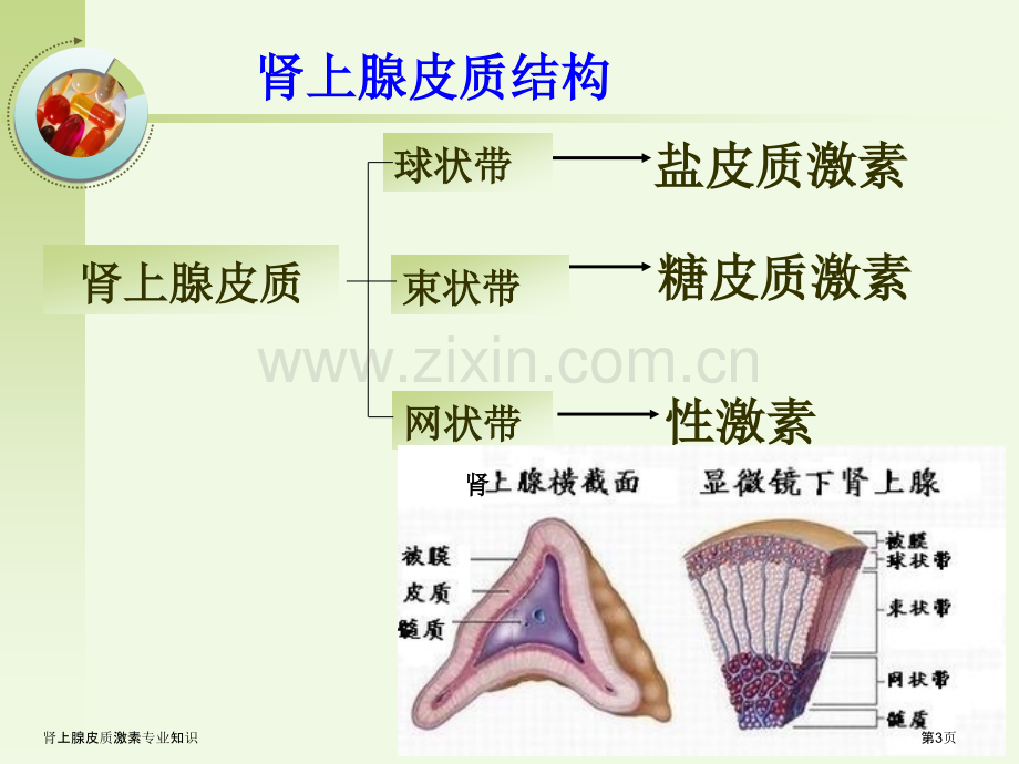 肾上腺皮质激素专业知识专家讲座.pptx_第3页