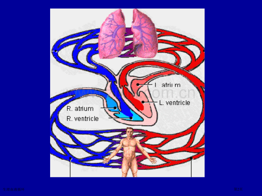 生理血液循环专家讲座.pptx_第2页