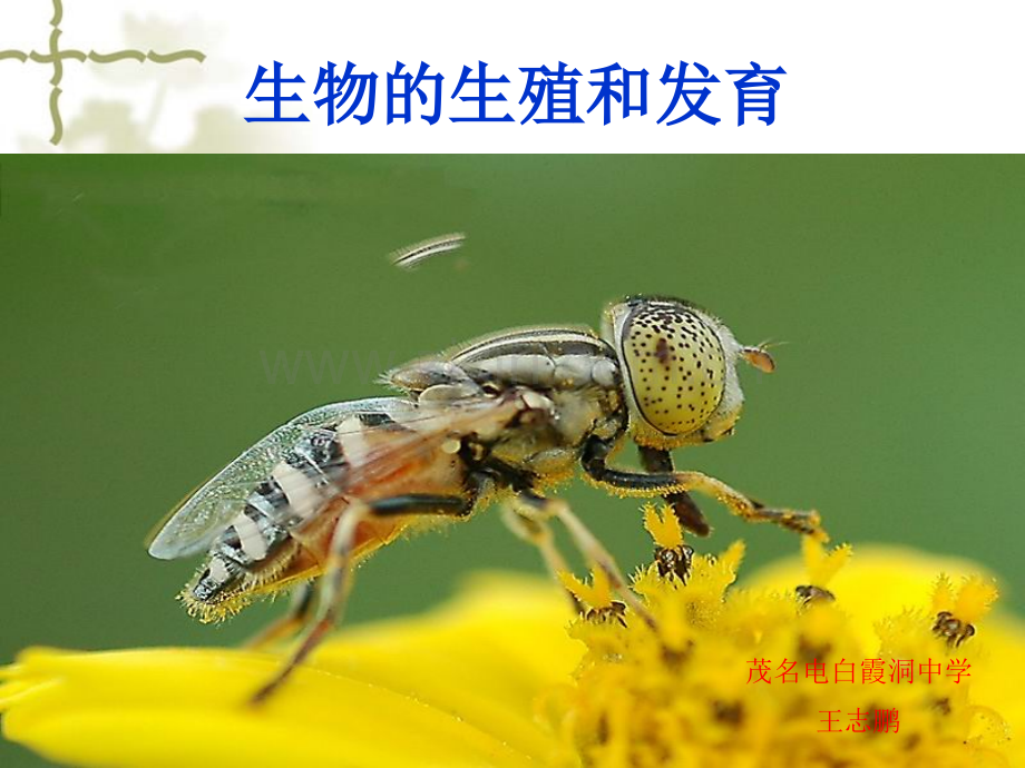 19复习人教版八年级下册生物的生殖和发育剖解.pptx_第1页