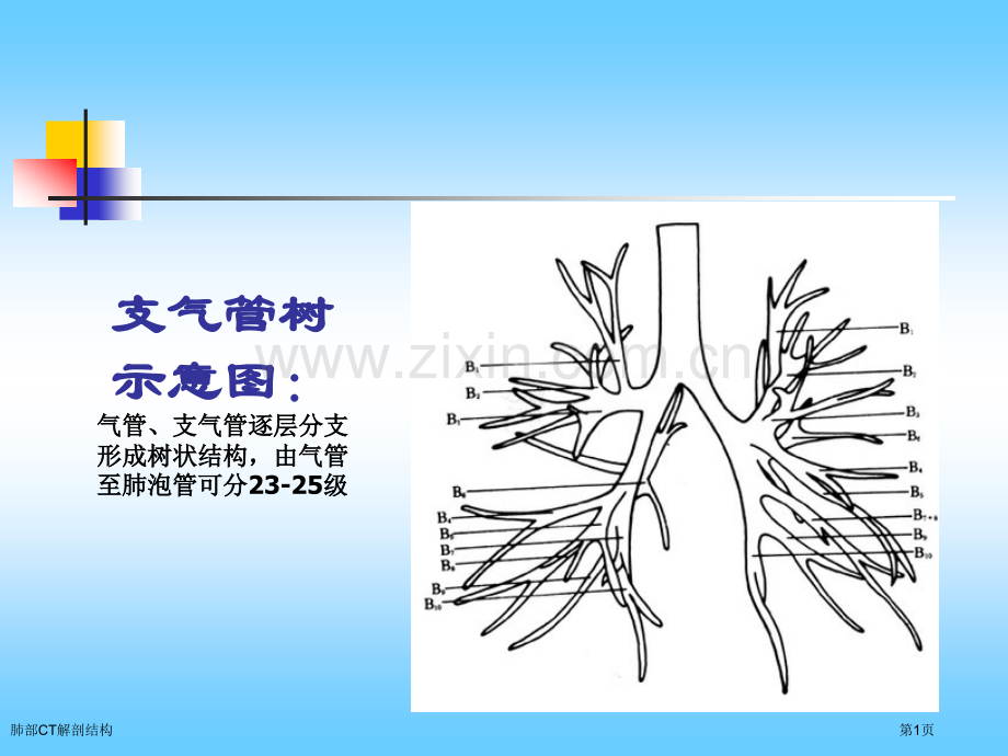 肺部CT解剖结构.pptx_第1页