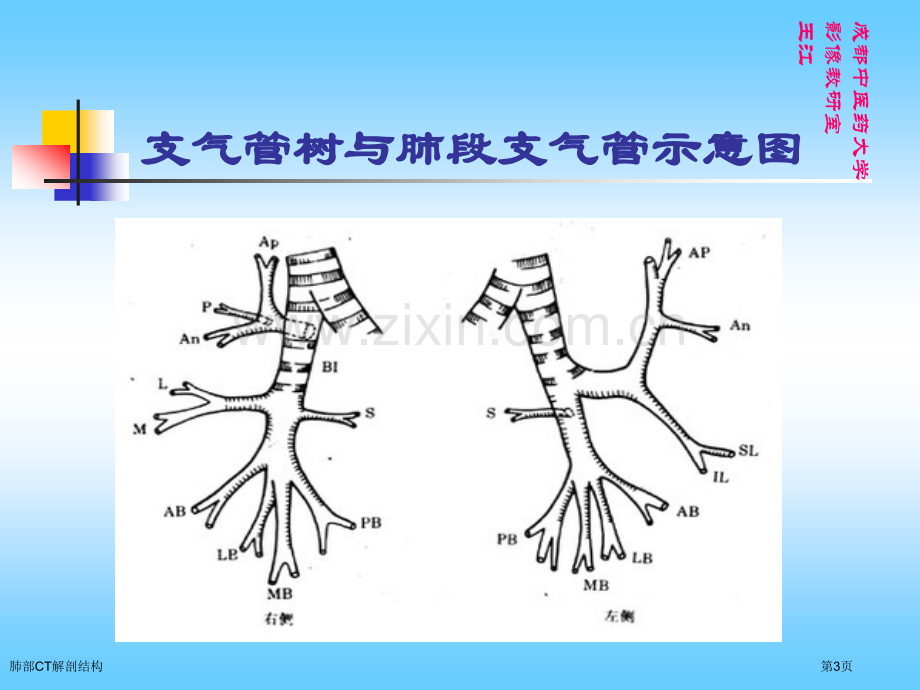 肺部CT解剖结构.pptx_第3页