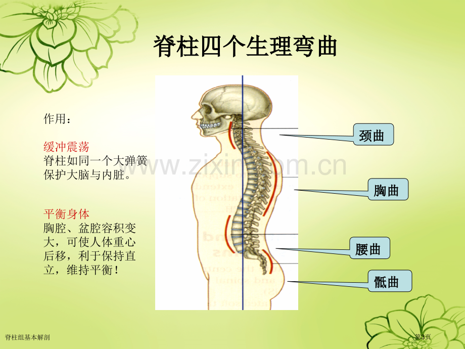 脊柱组基本解剖.pptx_第3页