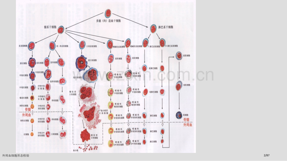 外周血细胞形态检验.pptx_第2页