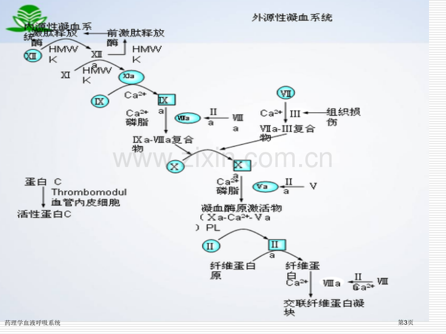 药理学血液呼吸系统专家讲座.pptx_第3页