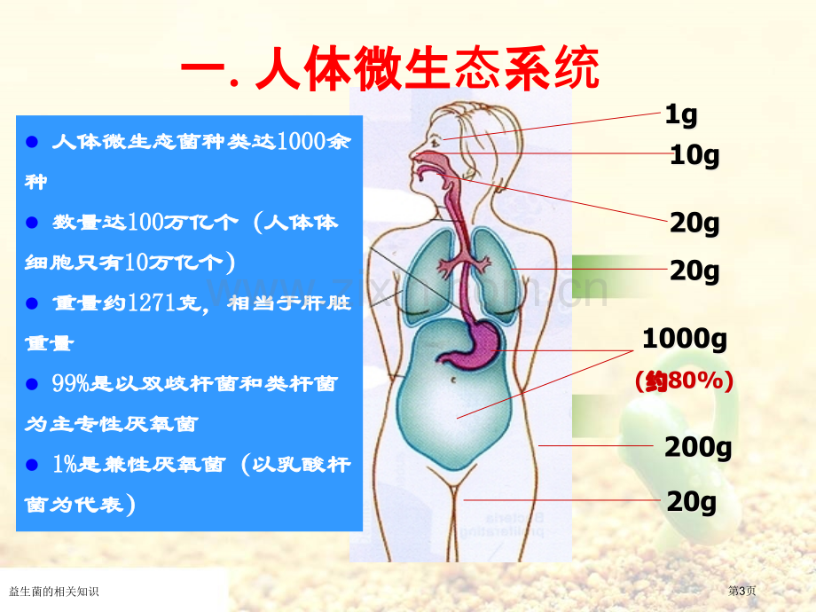 益生菌的相关知识.pptx_第3页