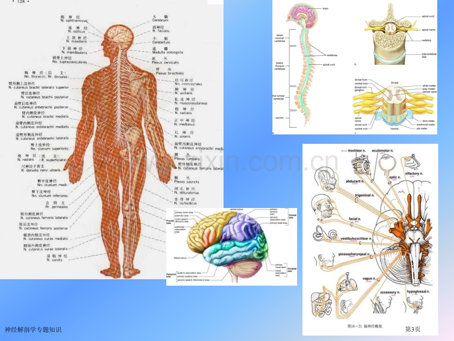 神经解剖学专题知识专家讲座.pptx_第3页