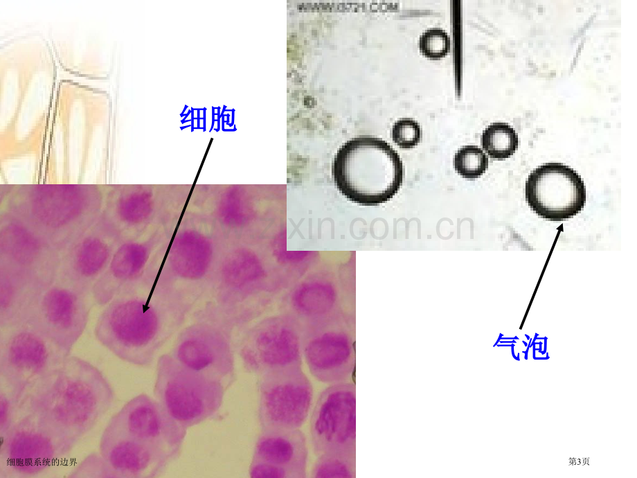 细胞膜系统的边界.pptx_第3页