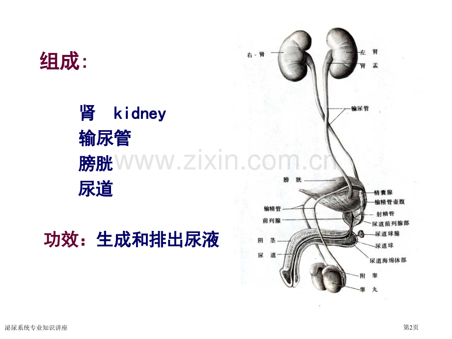 泌尿系统专业知识讲座专家讲座.pptx_第2页