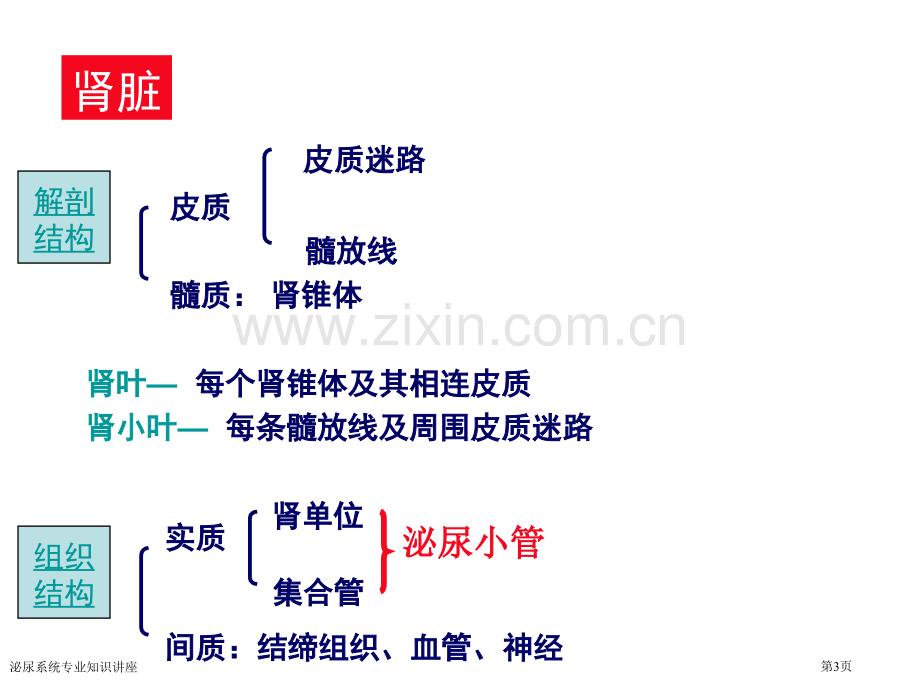 泌尿系统专业知识讲座专家讲座.pptx_第3页